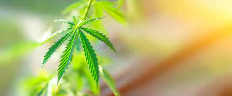 qu'est le cbd