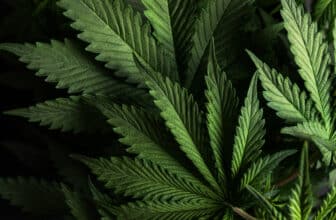 fleur de CBD