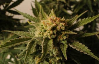 Le CBD reconnu pour ses bienfaits