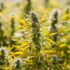 Est-ce que l’amnesia est la meilleure fleur de CBD ?