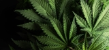 Comment la Gorilla Glue se démarque des autres Fleurs ?