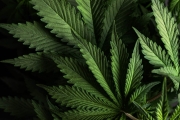 Comment la Gorilla Glue se démarque des autres Fleurs ?