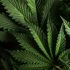 CBD et tests urinaires, dois-je m’inquiéter ?