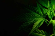Est-ce que l’amnesia est la meilleure fleur de CBD ?