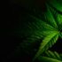 Le CBD considéré comme un placebo ou offre-t-il de réels effets ?