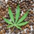 Le CBD, aide-t-il à récupérer après un effort physique ?