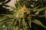 Qu’est-ce que la fleur de CBD Harlequin ?