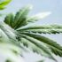 Quels sont les bienfaits des boissons CBD ?
